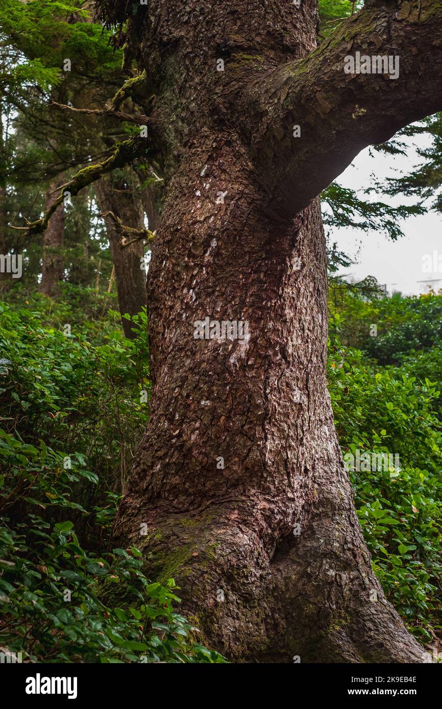 Vertical photo of an old tree in a green forest. Detail of an old tree trunk with roots and foliage. Nobody, selective focus Stock Photo
