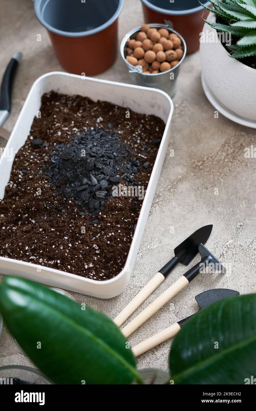 preparation of soil substrate for planting houseplant into a pot Stock