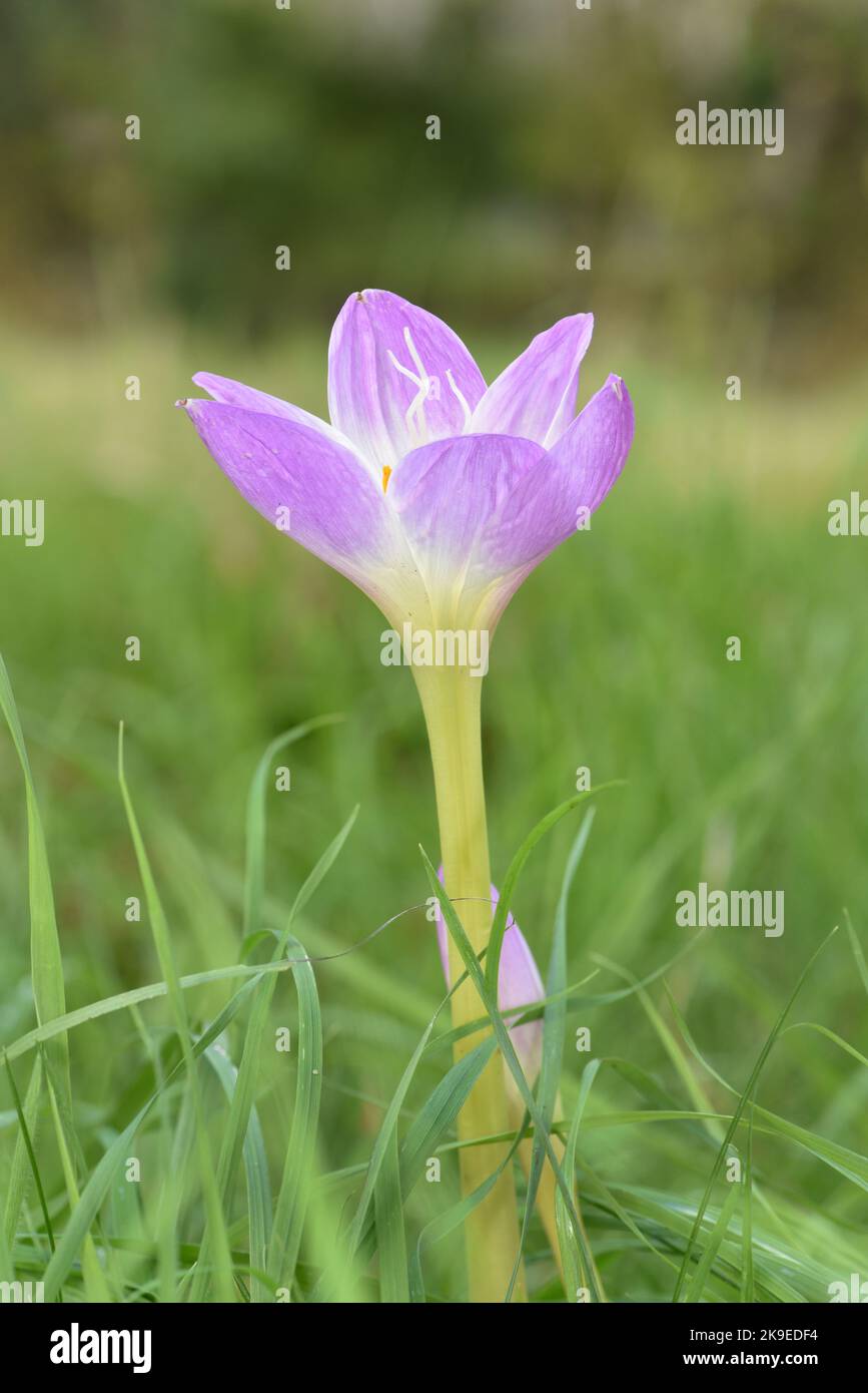 Meadow Saffron - Colchicum autumnale Stock Photo