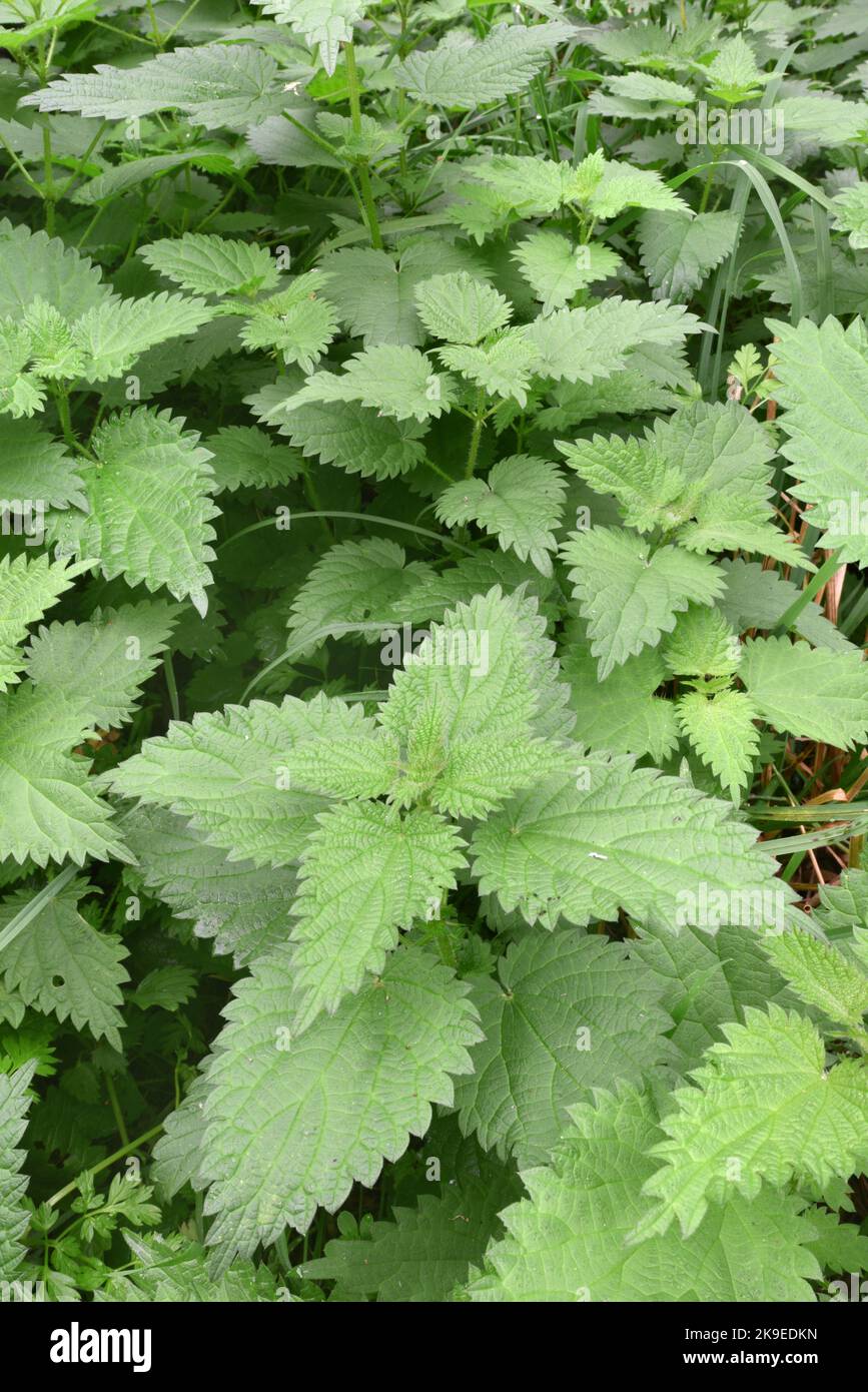 Common Nettle - Urtica dioica Stock Photo
