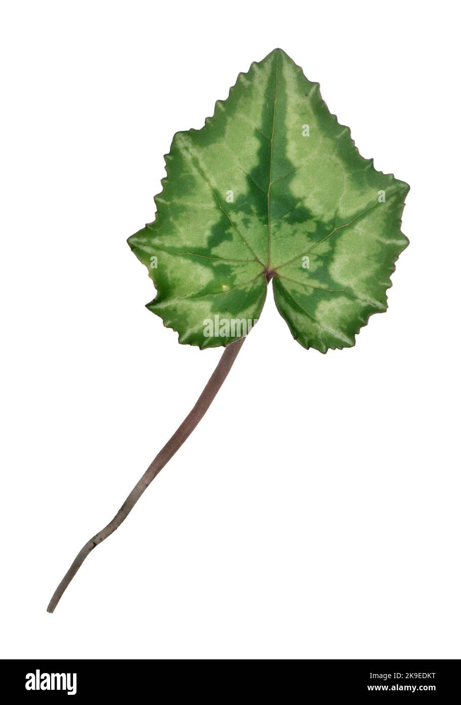 Sowbread - Cyclamen hederifolium Stock Photo