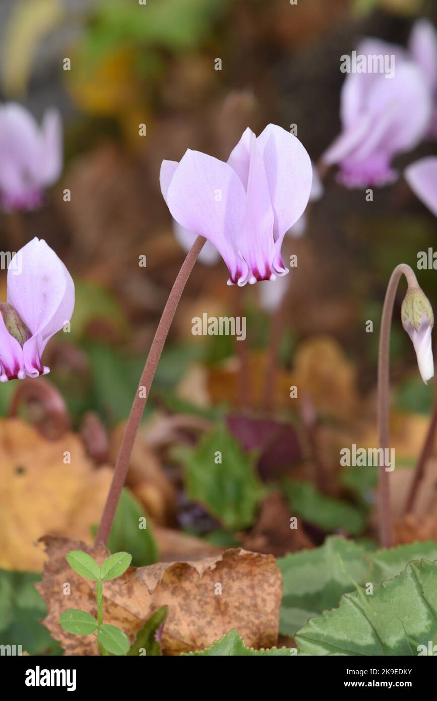 Sowbread - Cyclamen hederifolium Stock Photo