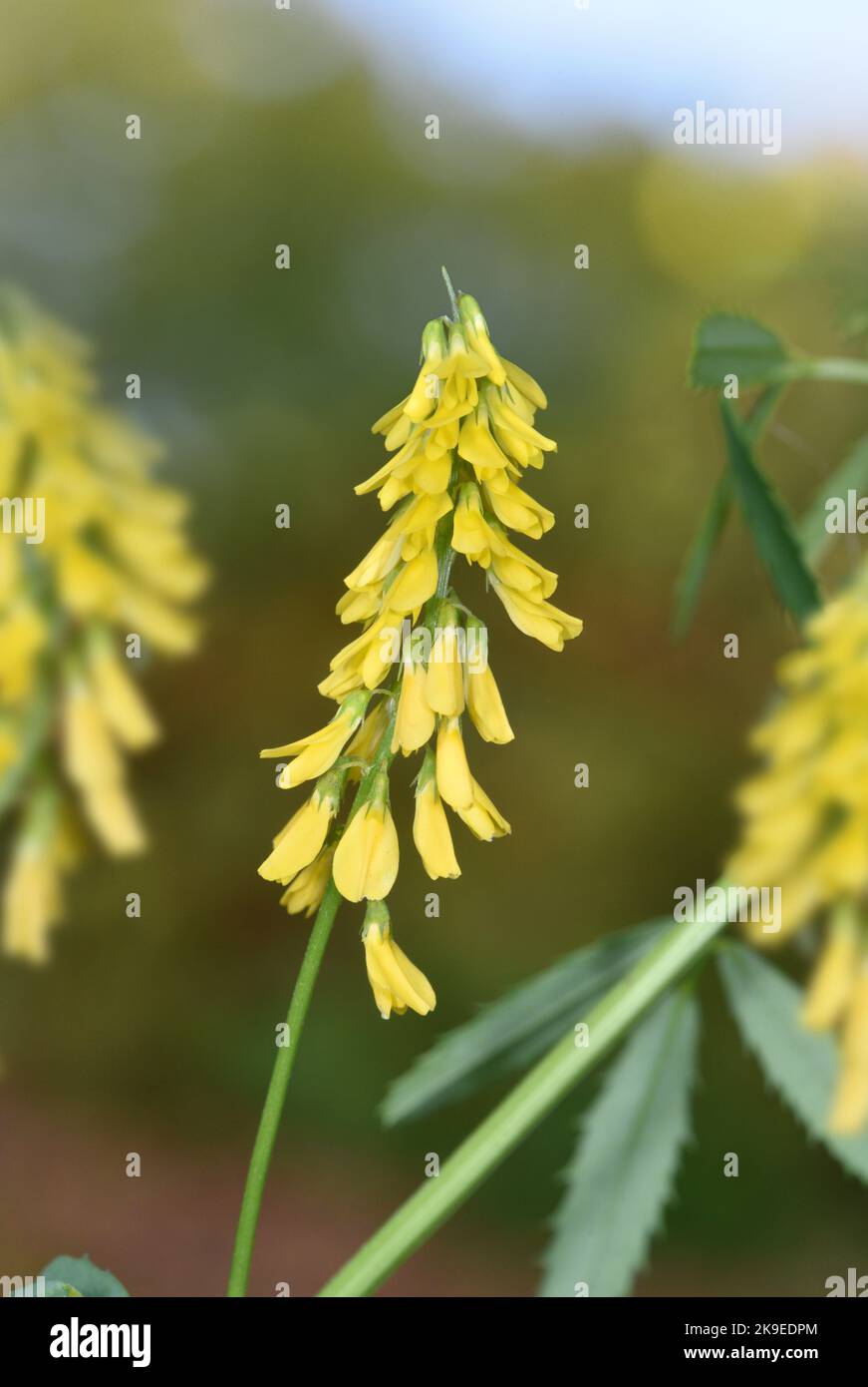 Tall Melilot - Melilotus altissimus Stock Photo