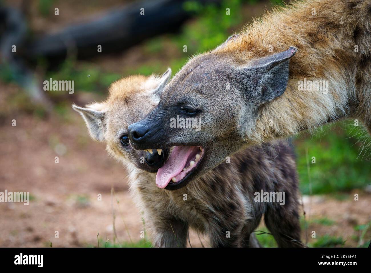 Spotted hyena or laughing hyena (Crocuta crocuta) showing submissive