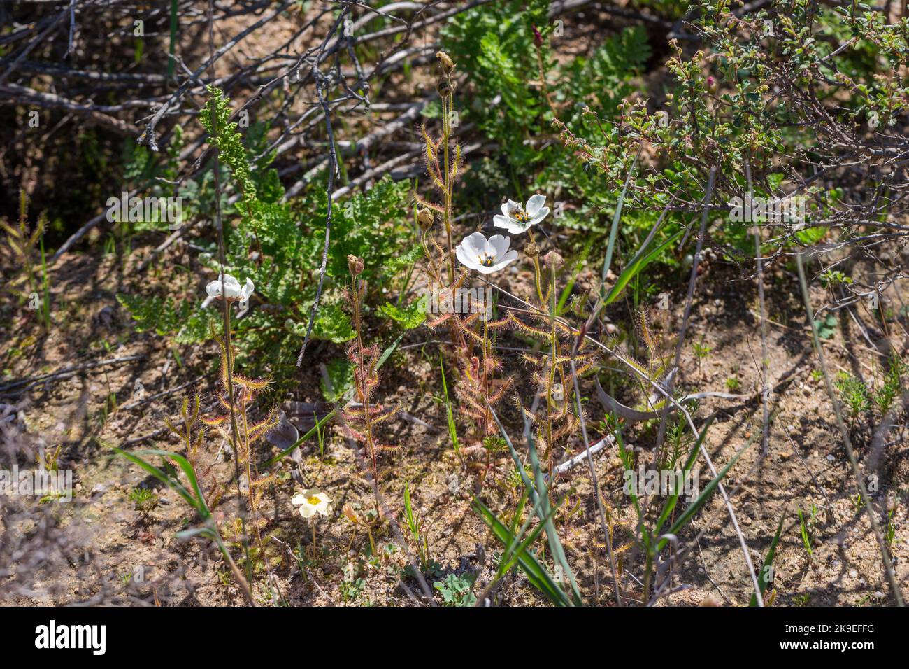 Group of white flowering Sundews (Drosera cistiflora) in natural habitat near Malmesbury in the Western Cape of South Africa Stock Photo