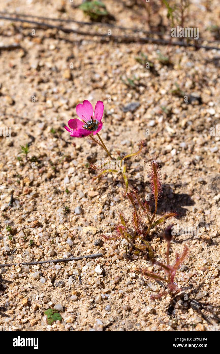 Single small plant of Drosera cistiflora with lila flowers seen in natural habitat near Malmesubry in the Western Cape of South Africa Stock Photo