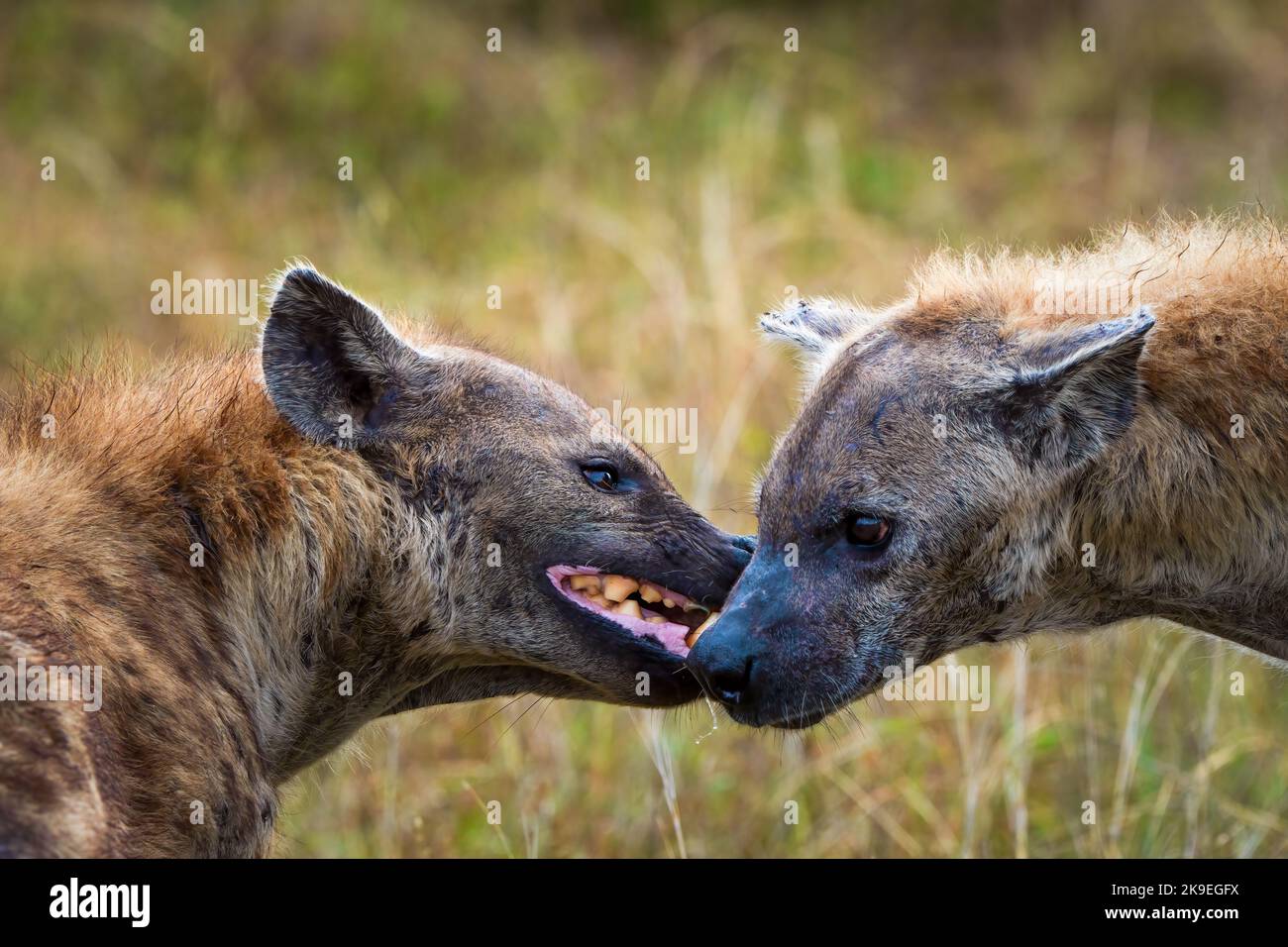 Spotted hyena or laughing hyena (Crocuta crocuta) showing submissive behaviour by flattening the ears and showing teeth. Mpumalanga. South Africa. Stock Photo