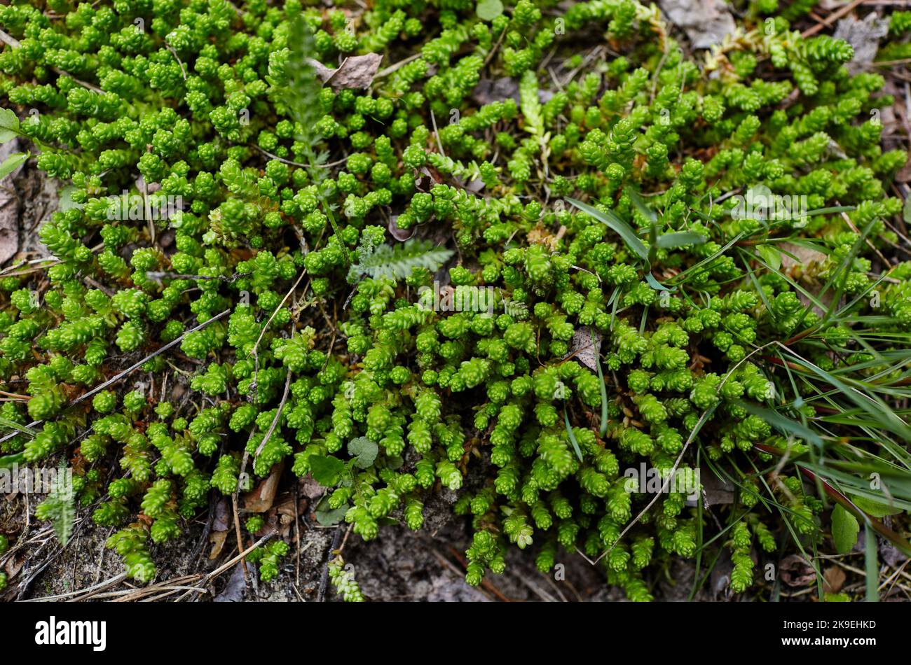 Close-up of beautiful Sedum plant at forest, top view. Family name Crassulaceae, Scientific name Sedum lydium. Selective focus, blurred background Stock Photo