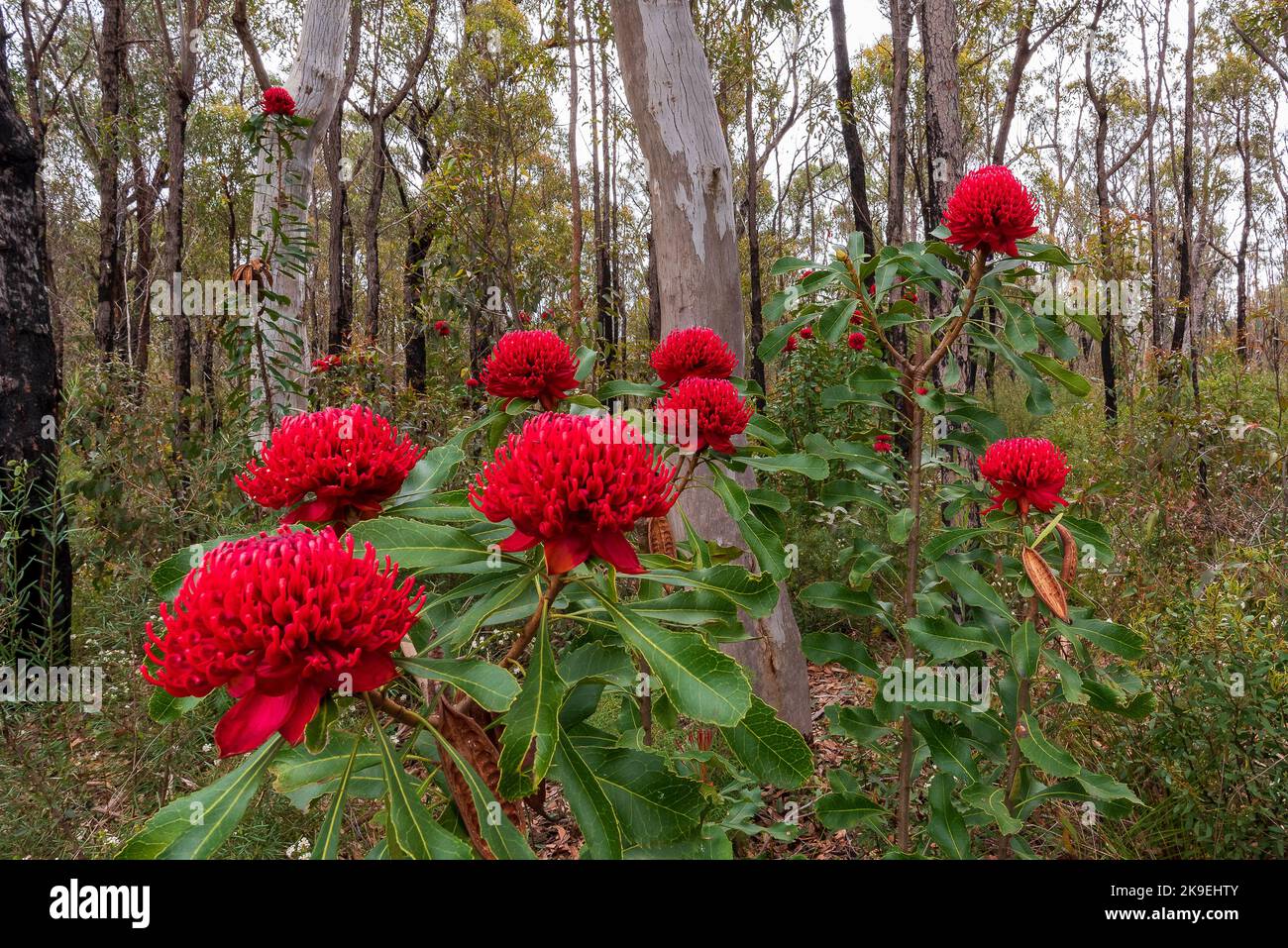 Flowering waratahs in the Australian bush Stock Photo Alamy