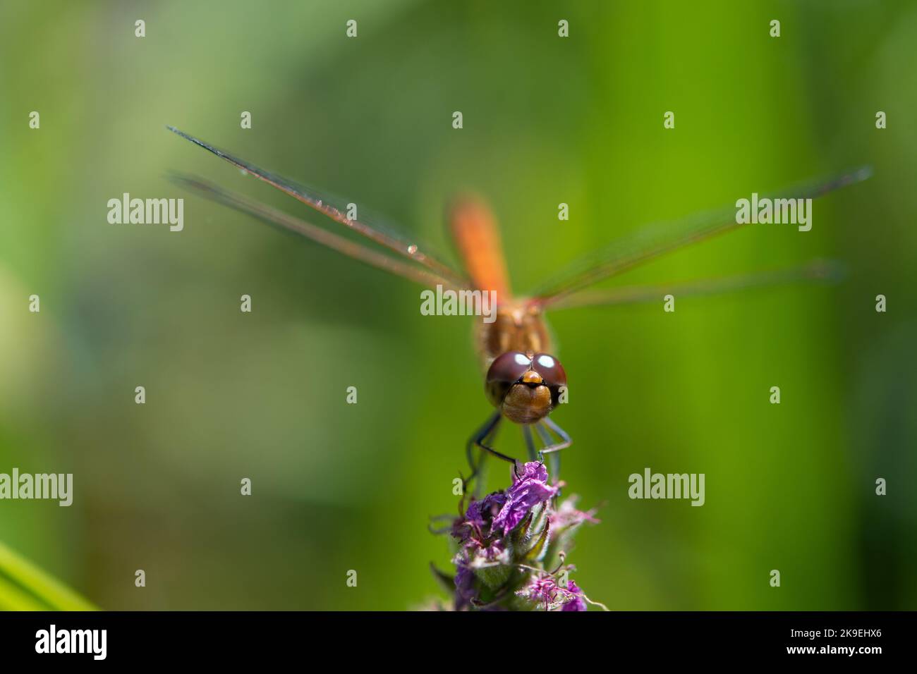 common darter dragonfly on flower Stock Photo