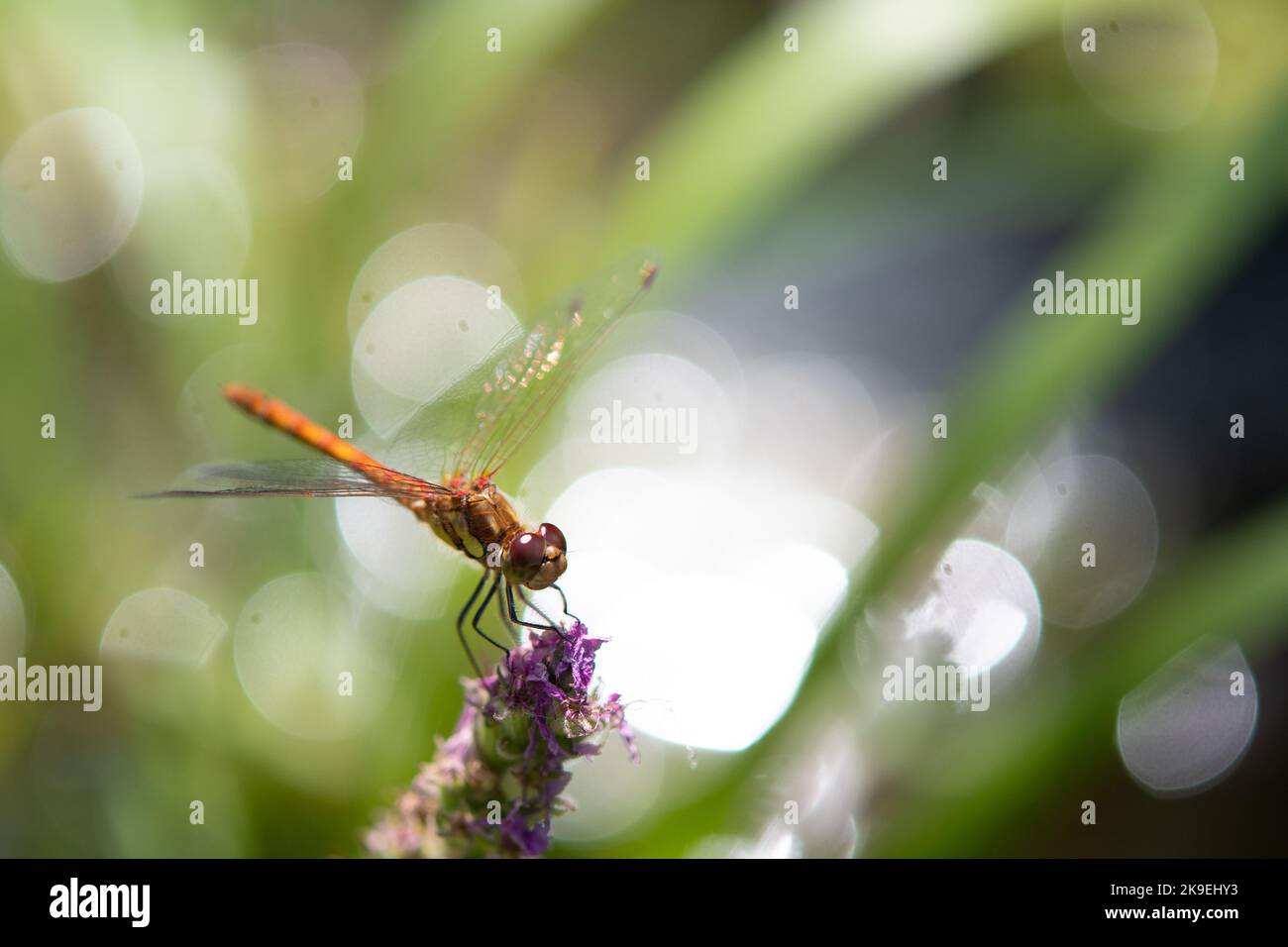 common darter dragonfly on flower Stock Photo