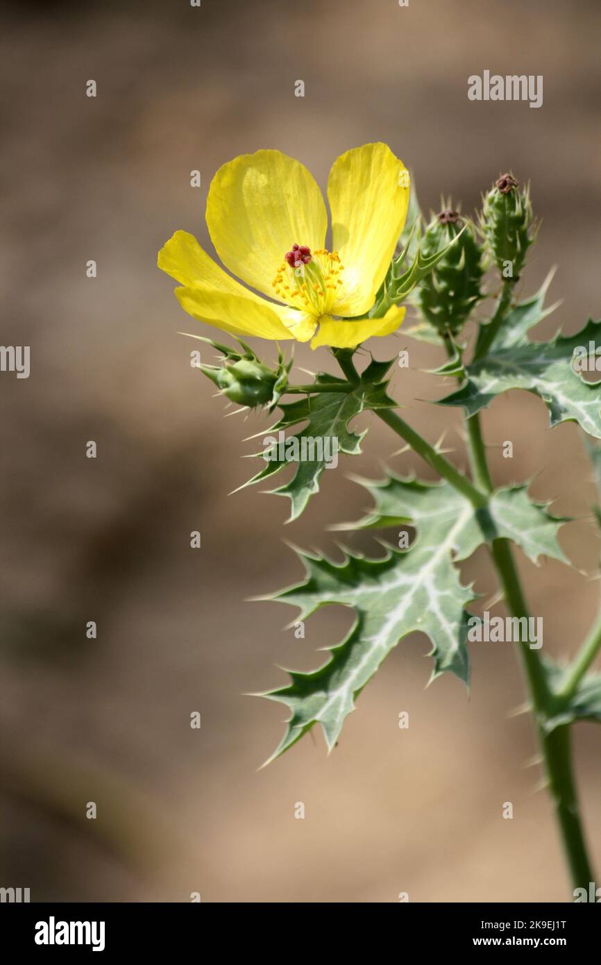 Mexican prickly poppy plant (Argemone Mexicana) with golden flower and green prickly leaves: (pix SShukla) Stock Photo