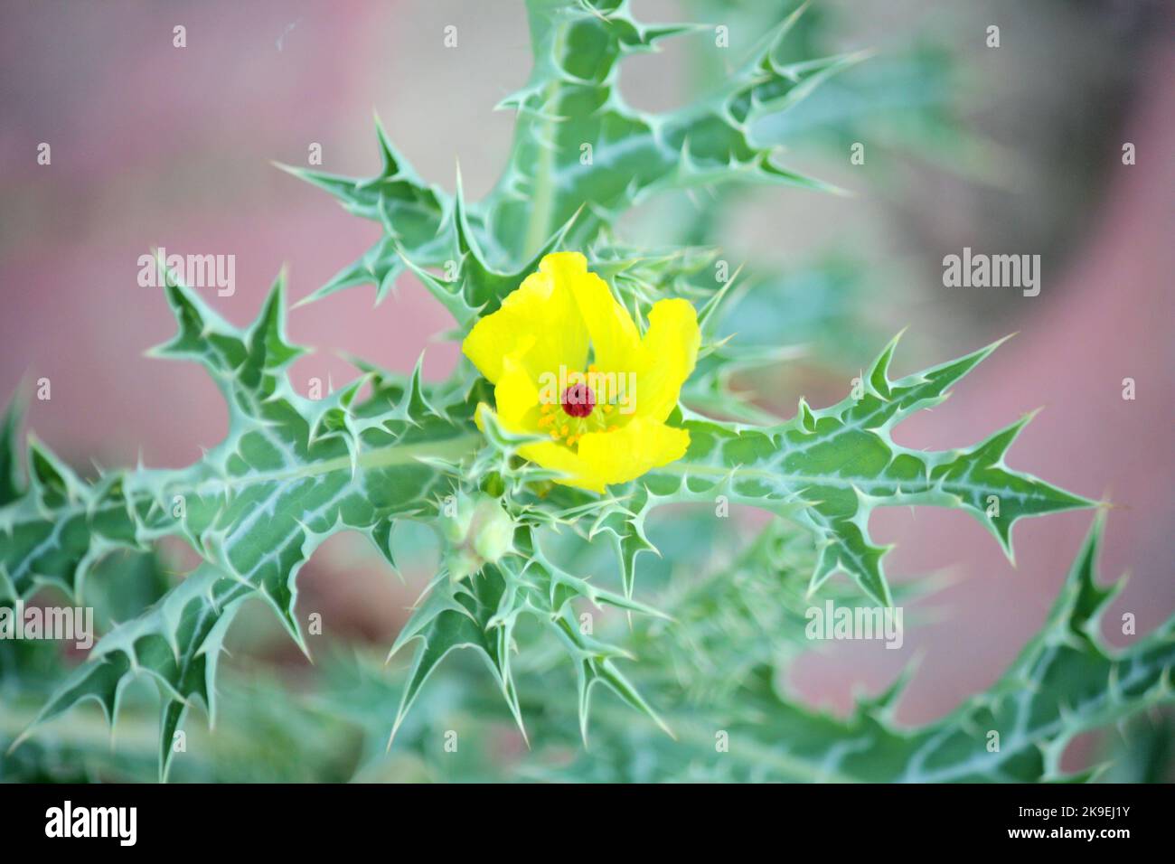 Mexican prickly poppy plant (Argemone Mexicana) with golden flower and green prickly leaves: (pix SShukla) Stock Photo