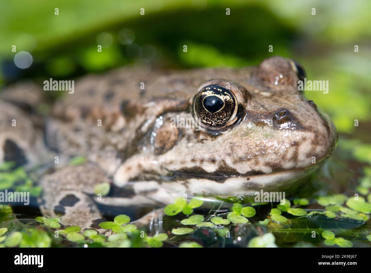 marsh frog sitting on the surface Stock Photo