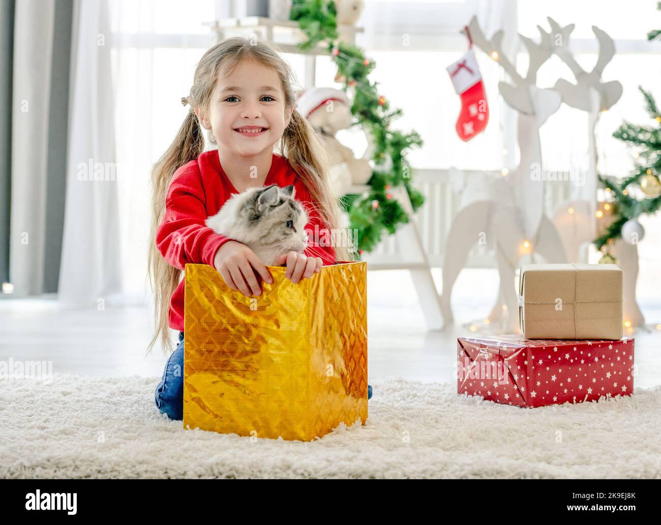 Child with ragdoll cat in Christmas time Stock Photo - Alamy