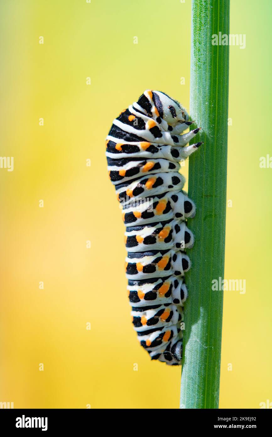 swallowtail on fennel feeding Stock Photo