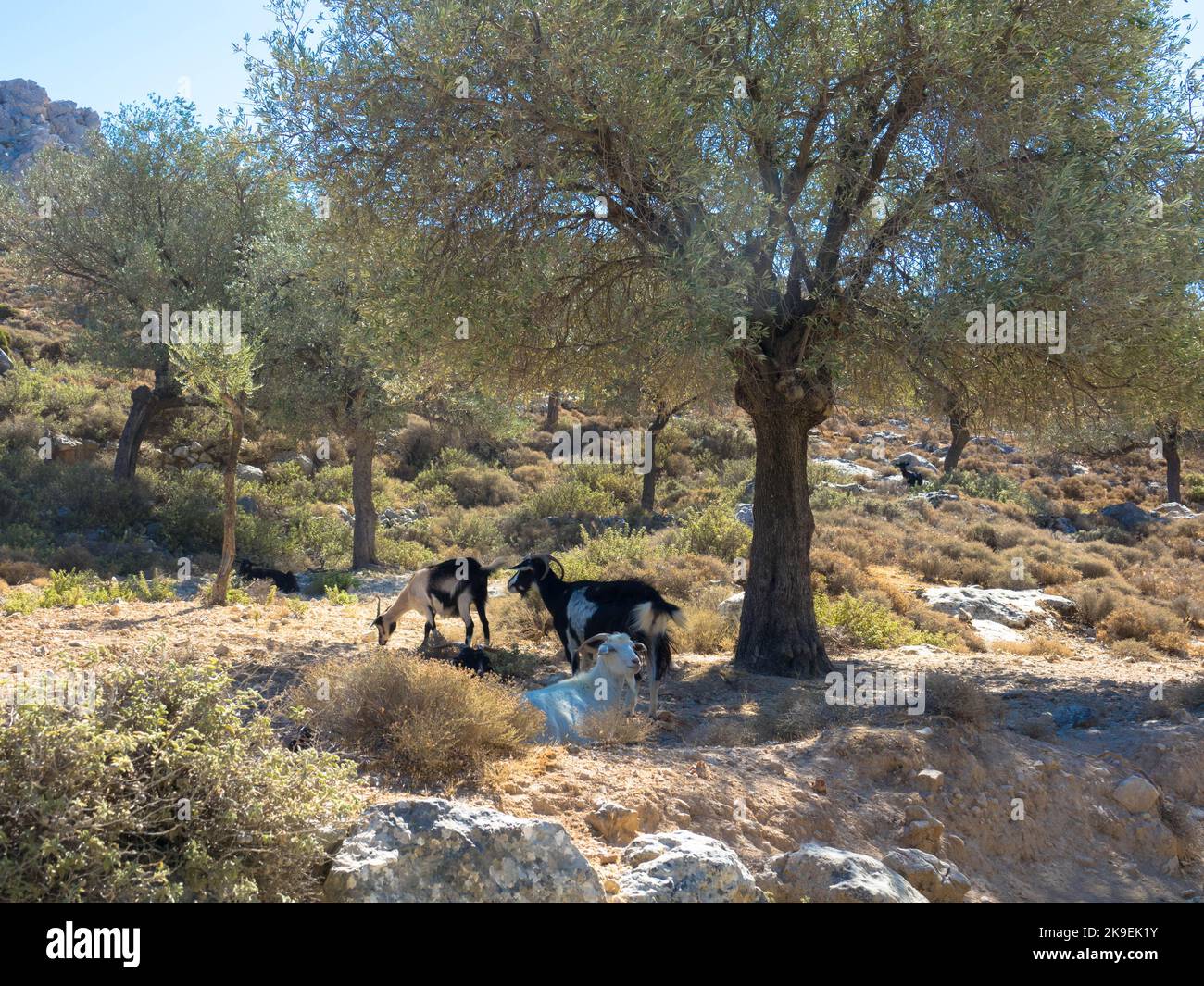 Herd of goats grazing in rocky area of Rhodes Island. Domestic goats of Greece,  for milk production. Stock Photo