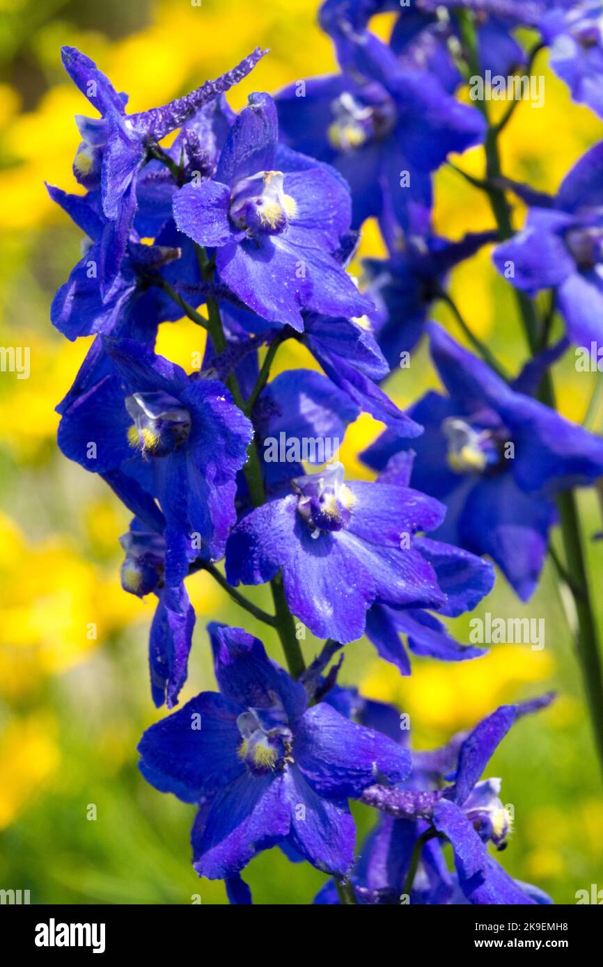 Belladonna flowers hi-res stock photography and images - Alamy