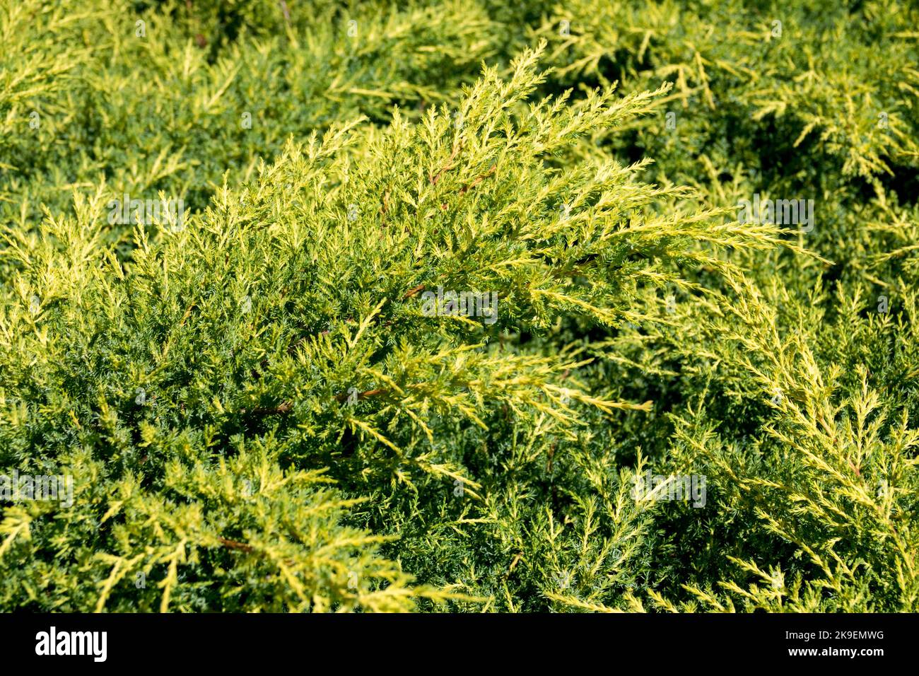Pfitzer Juniper, Juniperus × pfitzeriana 'Goldkissen' Stock Photo