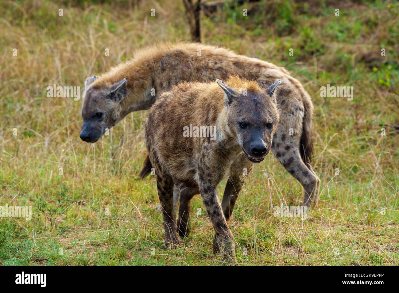 Spotted hyena or laughing hyena (Crocuta crocuta). Kruger National Park