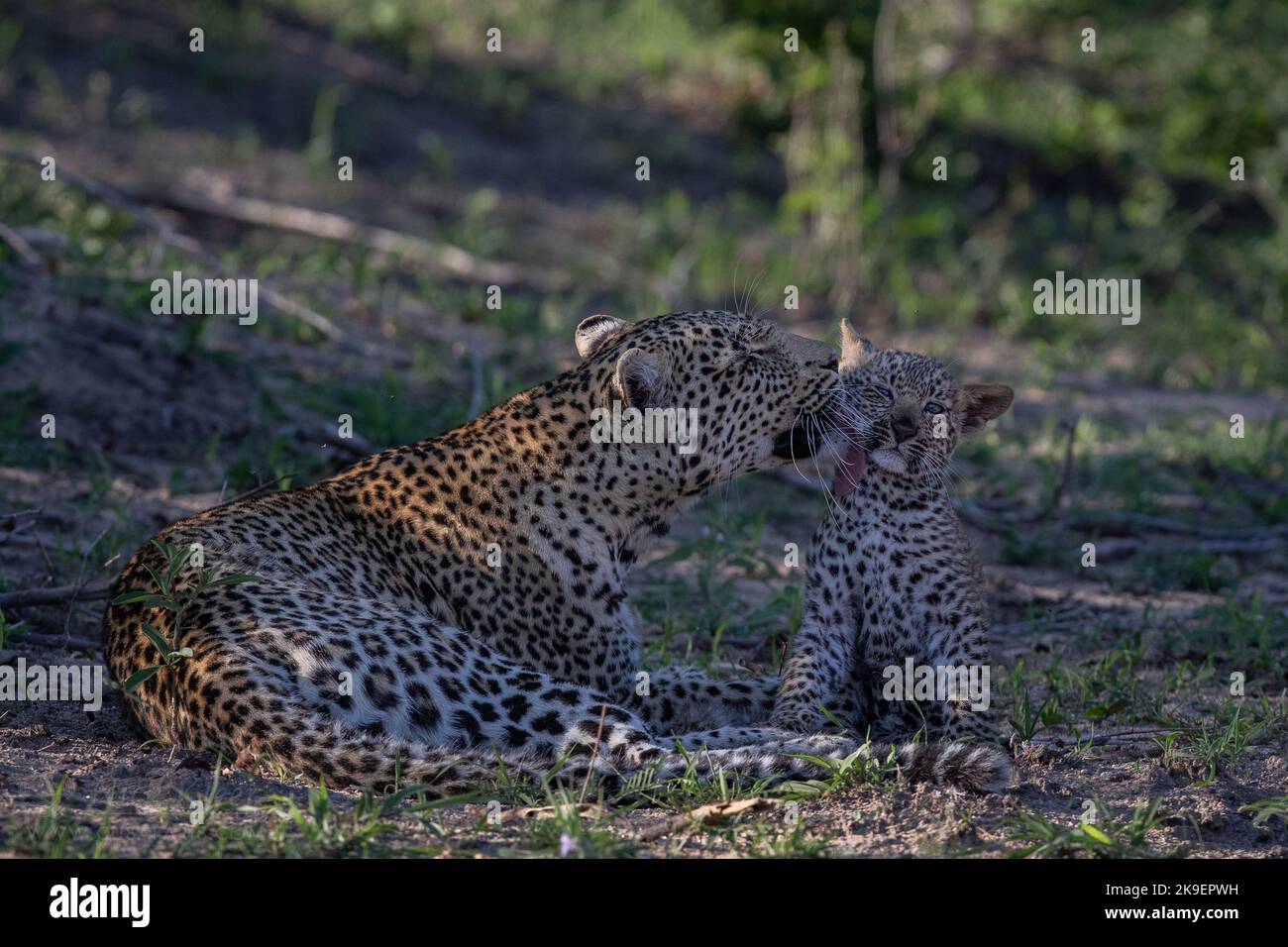 Leopard mom and cub playing, photographed on a safari in South Africa Stock Photo