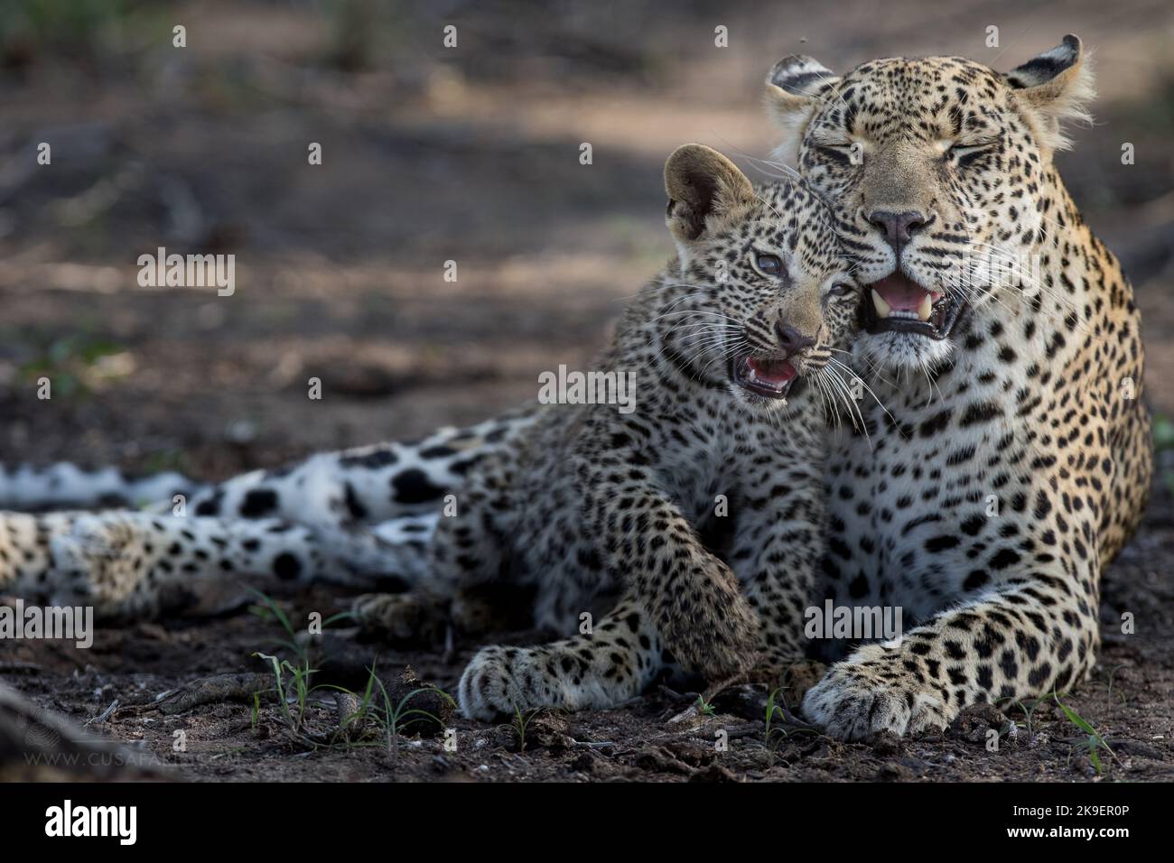 Leopard mom and cub playing, photographed on a safari in South Africa Stock Photo