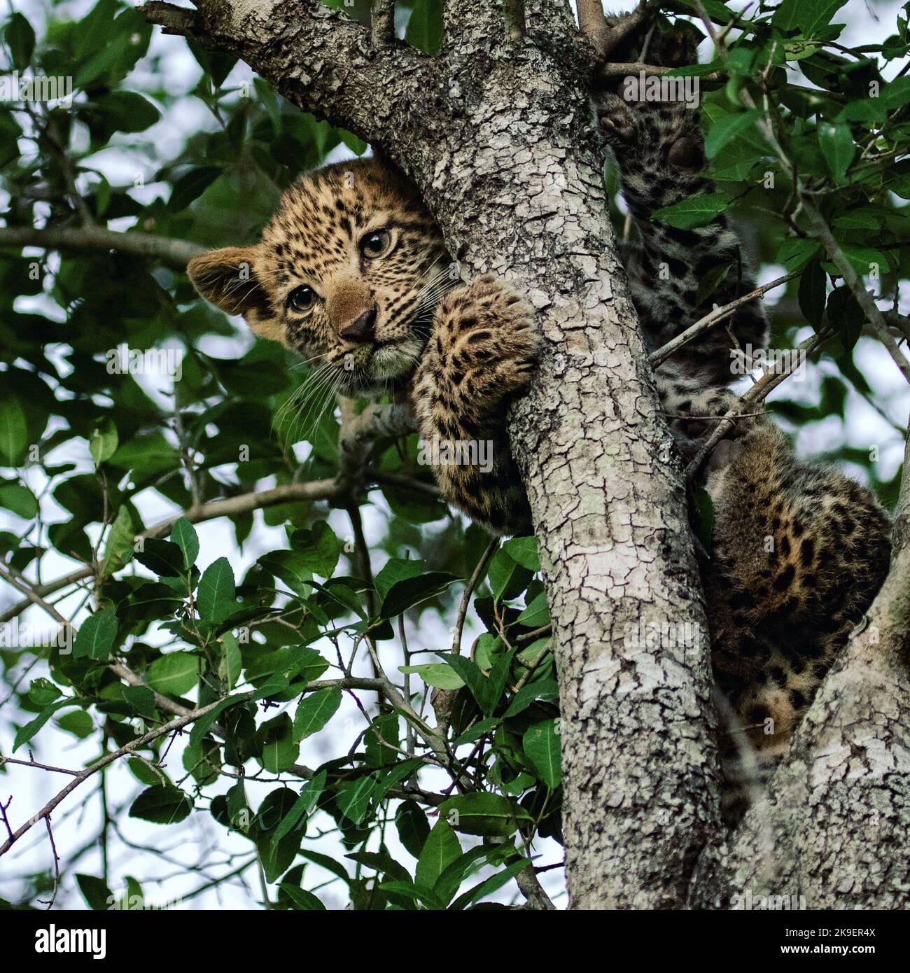 A leopard cub playing in a tree, photographed on a safari in South Africa Stock Photo