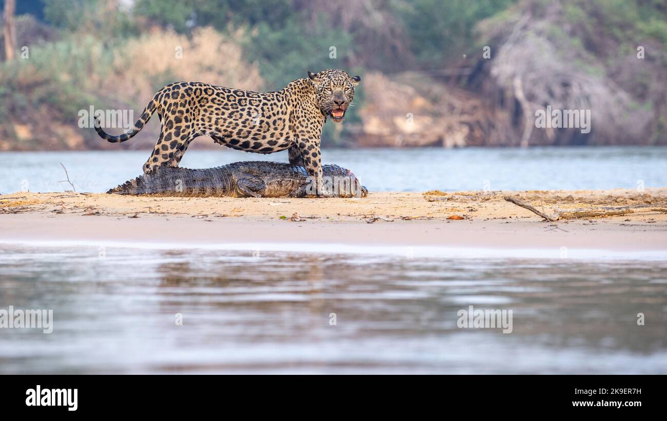 A jaguar with his kill, photographed on a safari in Brazil Stock Photo