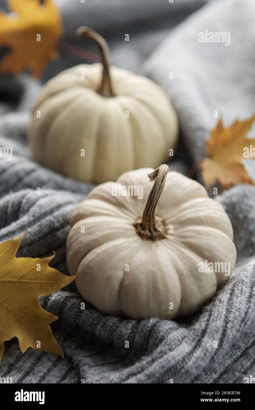 White decorative pumpkins on the background of a gray wool sweater. Cozy autumn concept Stock Photo