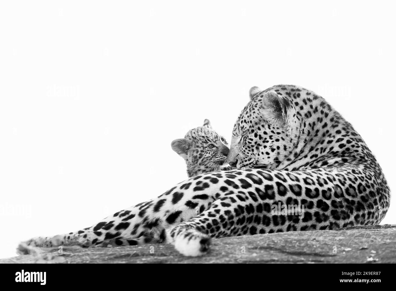 A leopard mom and cub, photographed on a safari in South Africa Stock Photo