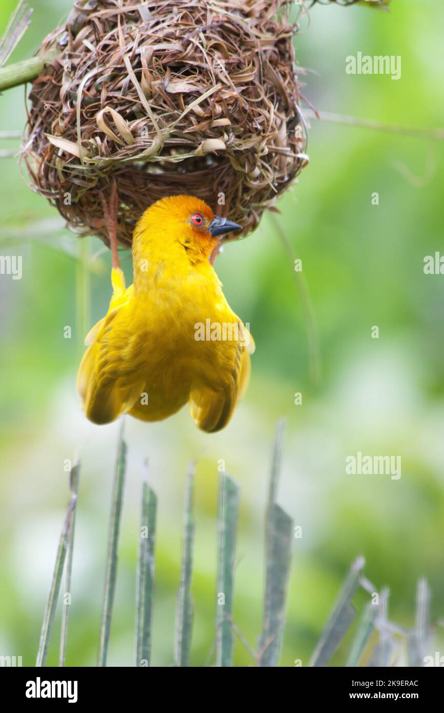 Weaving bird (golden palm weaver - Ploceus bojeri) peaches on a nest, Africa Stock Photo