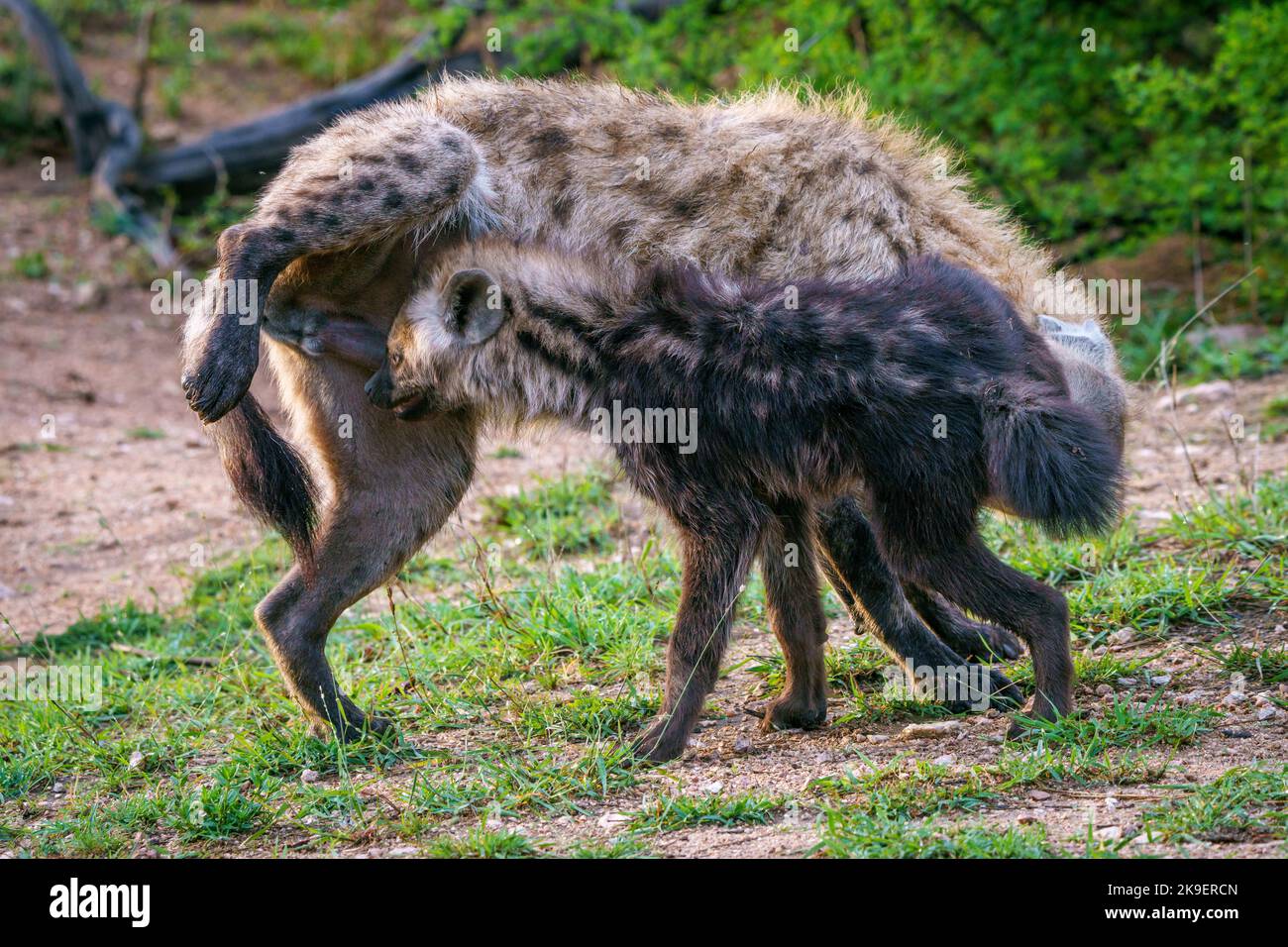 Sniffing genitals hi-res stock photography and images - Alamy