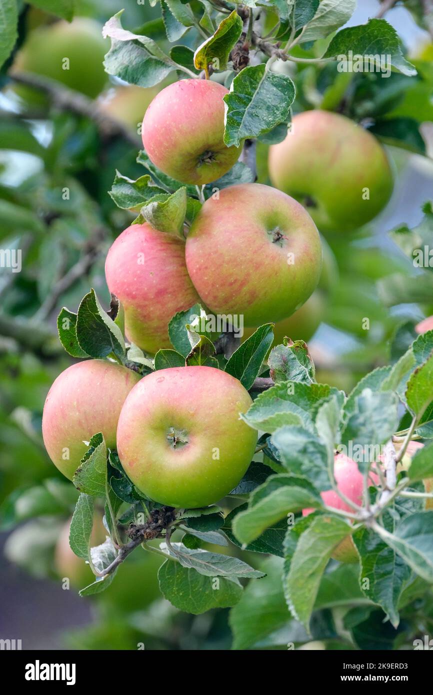 Bramleys seedling tree hires stock photography and images Alamy
