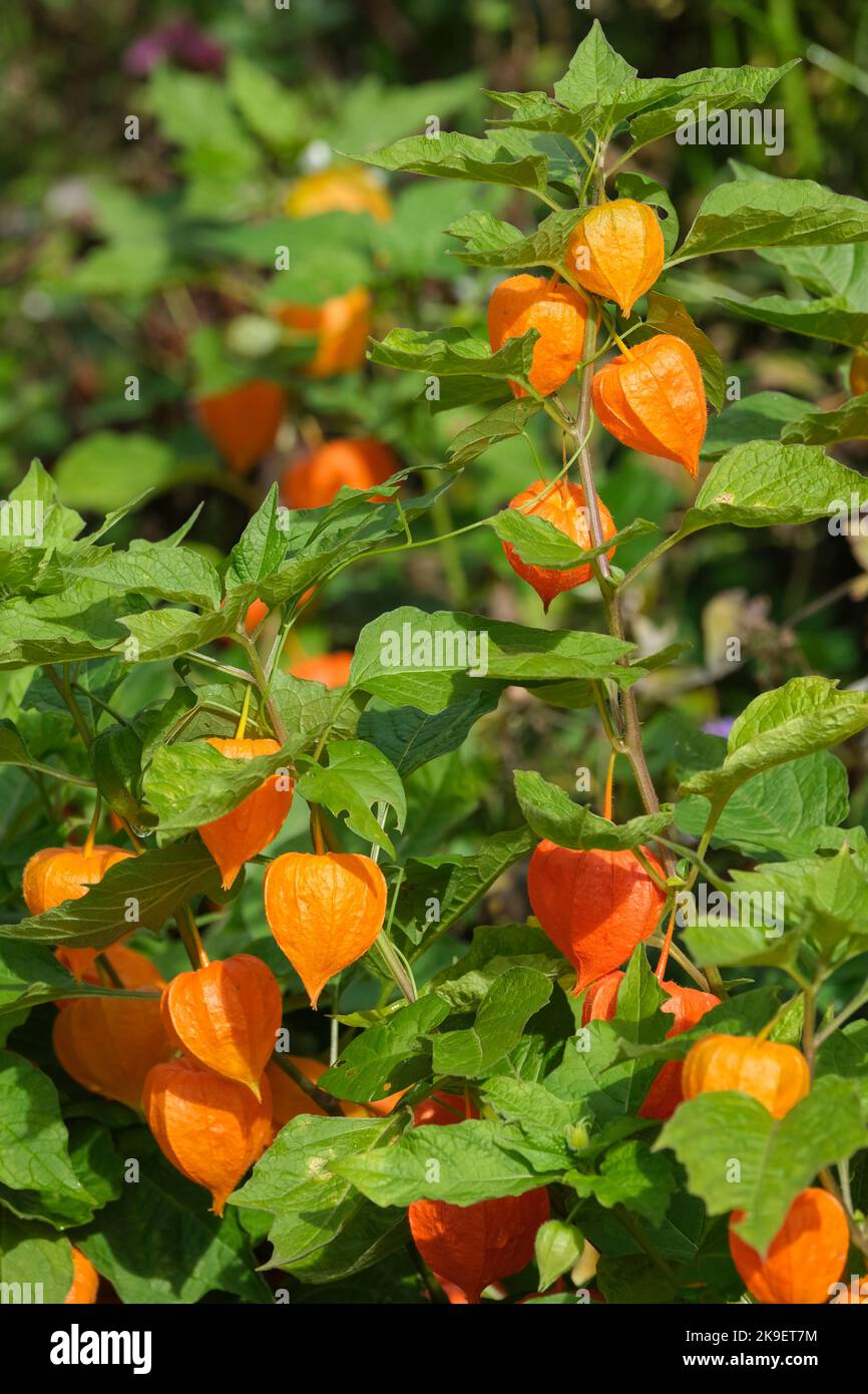 Alkekengi officinarum, the bladder cherry, Chinese lantern, Japanese