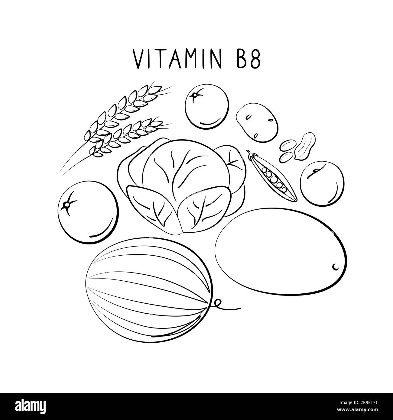 Vitamin B8 Inositol. Groups of healthy products containing vitamins. Set of fruits, vegetables, meats, fish and dairy. Stock Vector