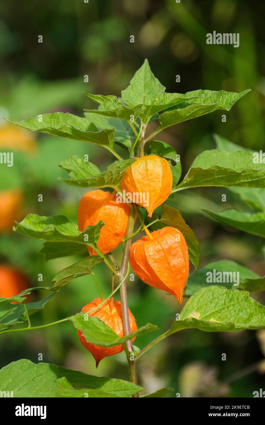 Alkekengi officinarum, the bladder cherry, Chinese lantern, Japanese