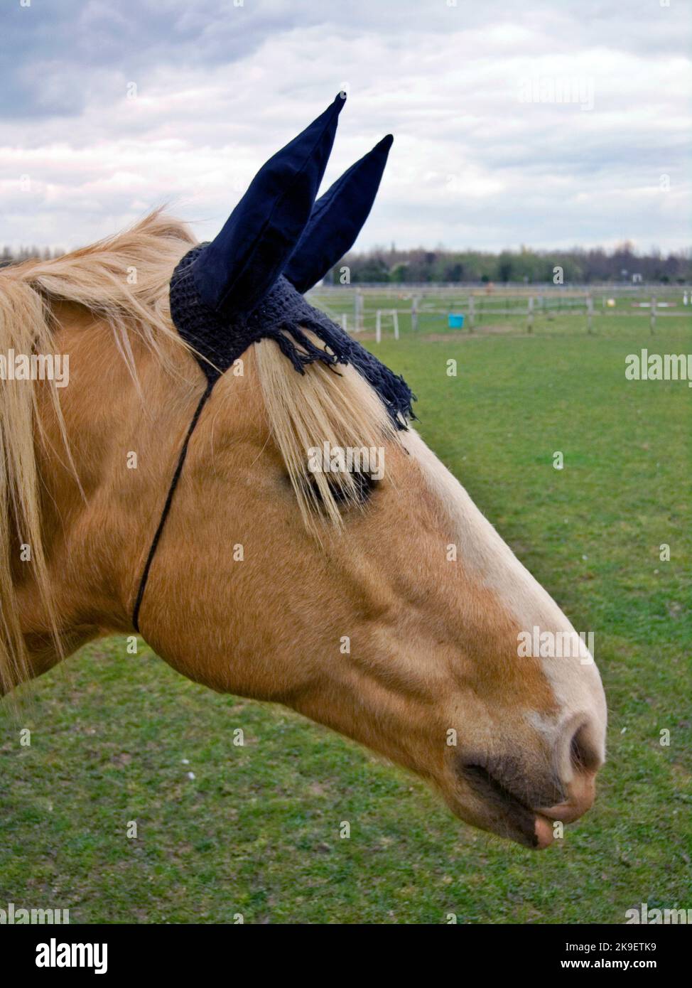 Horse Wearing an Ear Bonnet Stock Photo