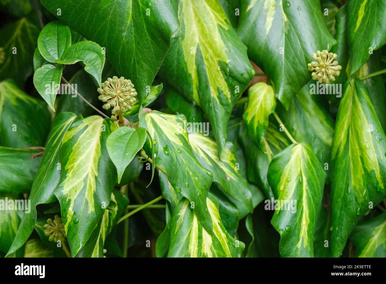 Hedera colchica 'Sulphur Heart', Persian ivy, Paddy's Pride. Large leaved variegated evergreen ivy Stock Photo