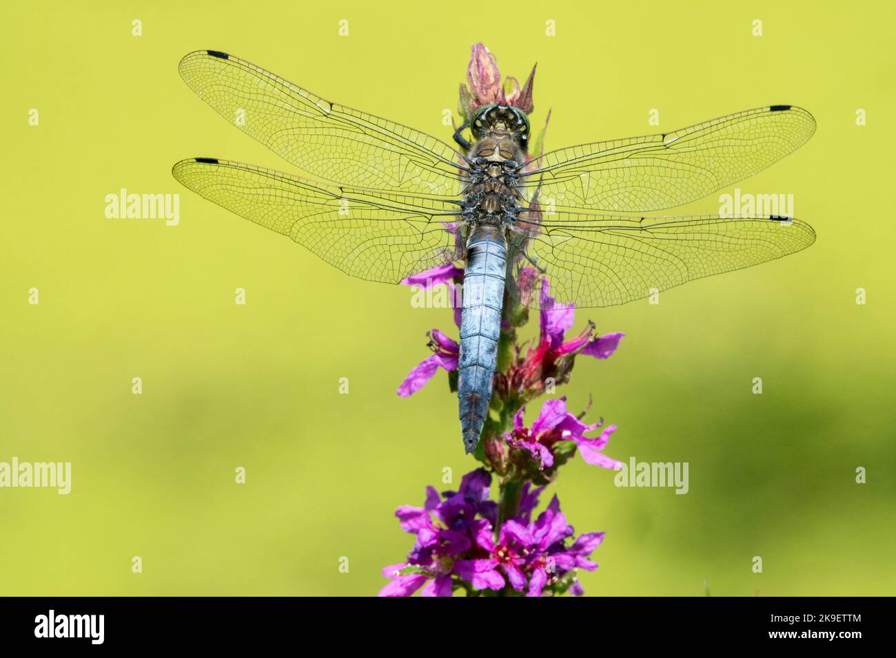 Black-tailed skimmer Orthetrum cancellatum Dragonfly Male Perching On Purple loosestrife Flower Dragonfly Wildlife Orthetrum Blue Body Insect Wings Stock Photo