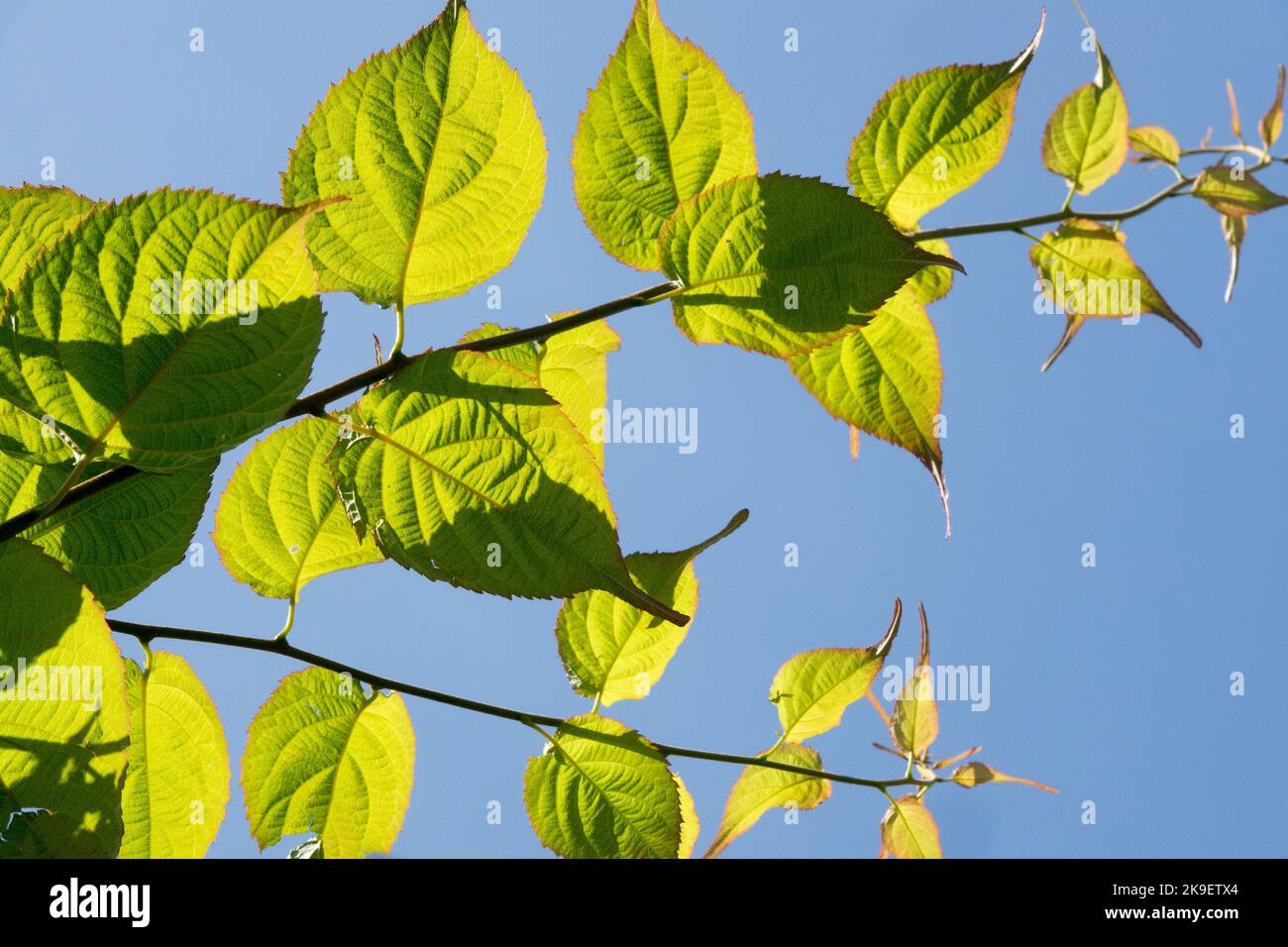 Actinidia, Leaves, Actinidia kolomikta, Kiwi Vine, Actinidia maloides, Bottom view, Climber, Backlit, Stem, Plant Stock Photo