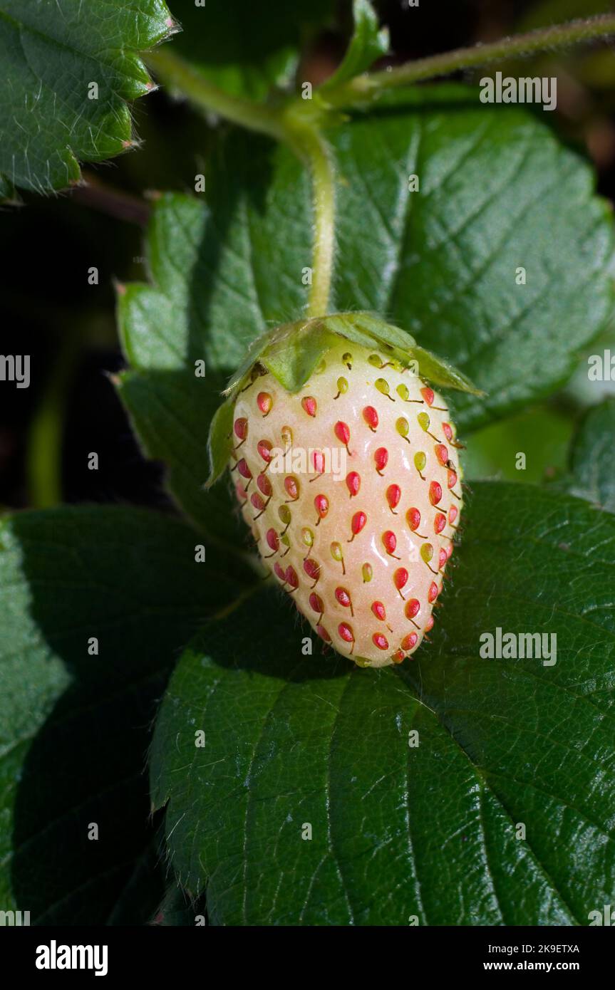 Unripe strawberry fruit hi-res stock photography and images - Alamy