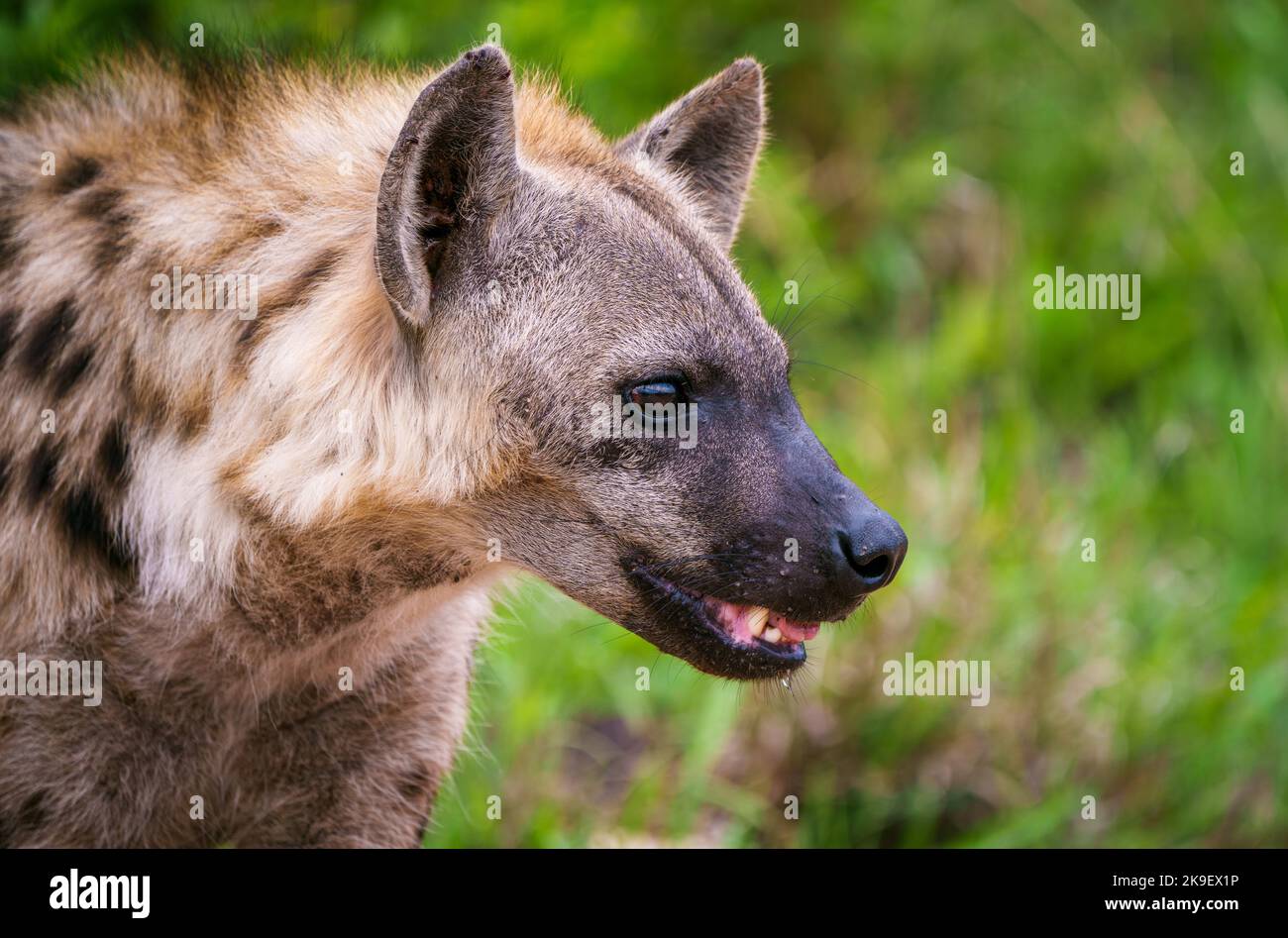 Albino Spotted Hyena