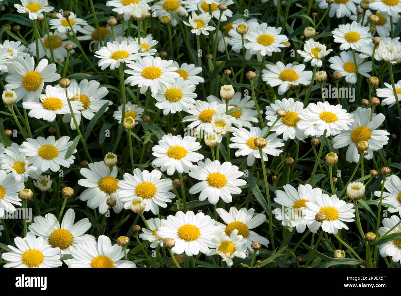 Argyranthemum 'Molimba' Stock Photo