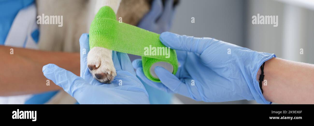 Veterinarian put bandage on dogs paw for recovery, ache paw of domestic