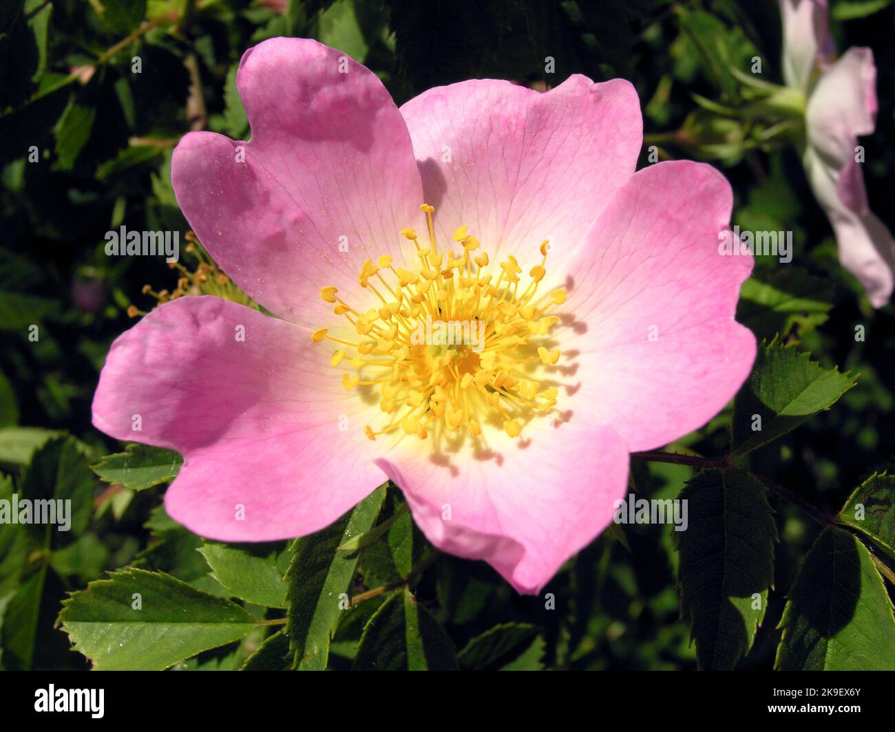 Wild Dog Rose Flower Stock Photo - Alamy