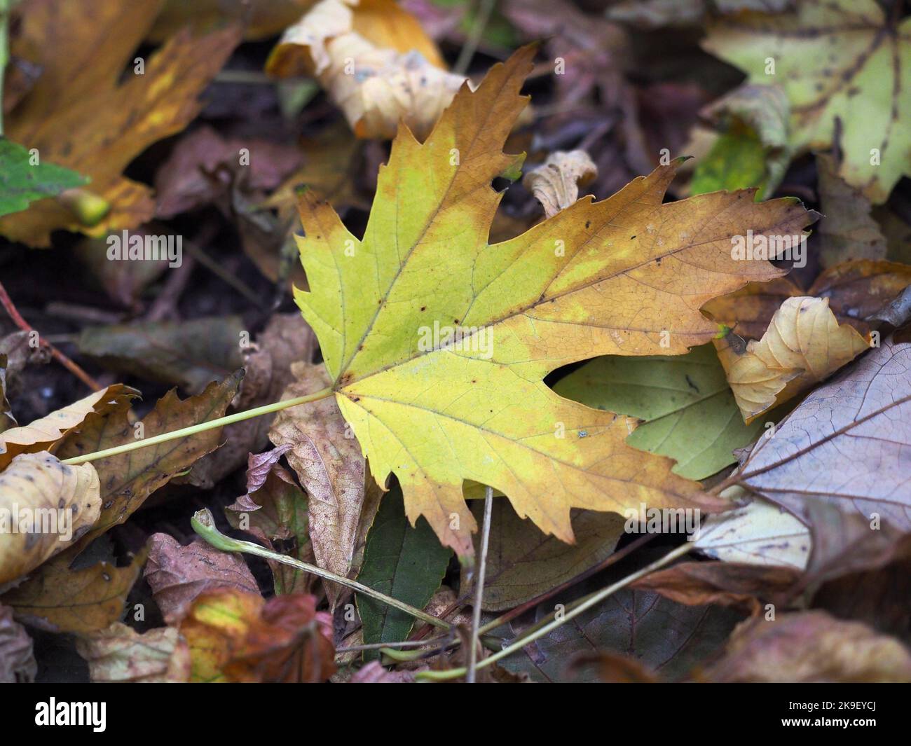 Colorful dried hi-res stock photography and images - Alamy