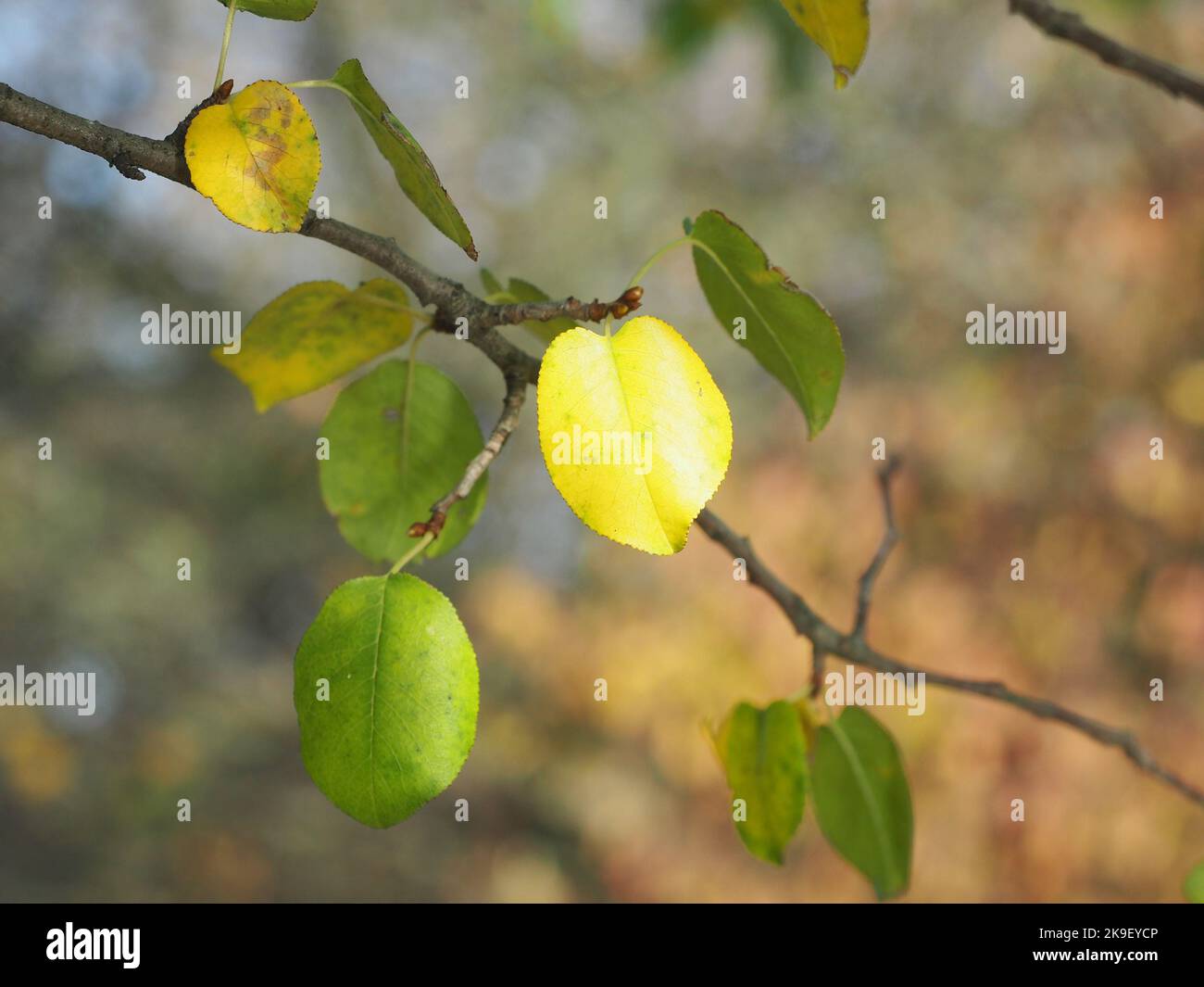 Autumn dried up leaves Stock Photo Alamy
