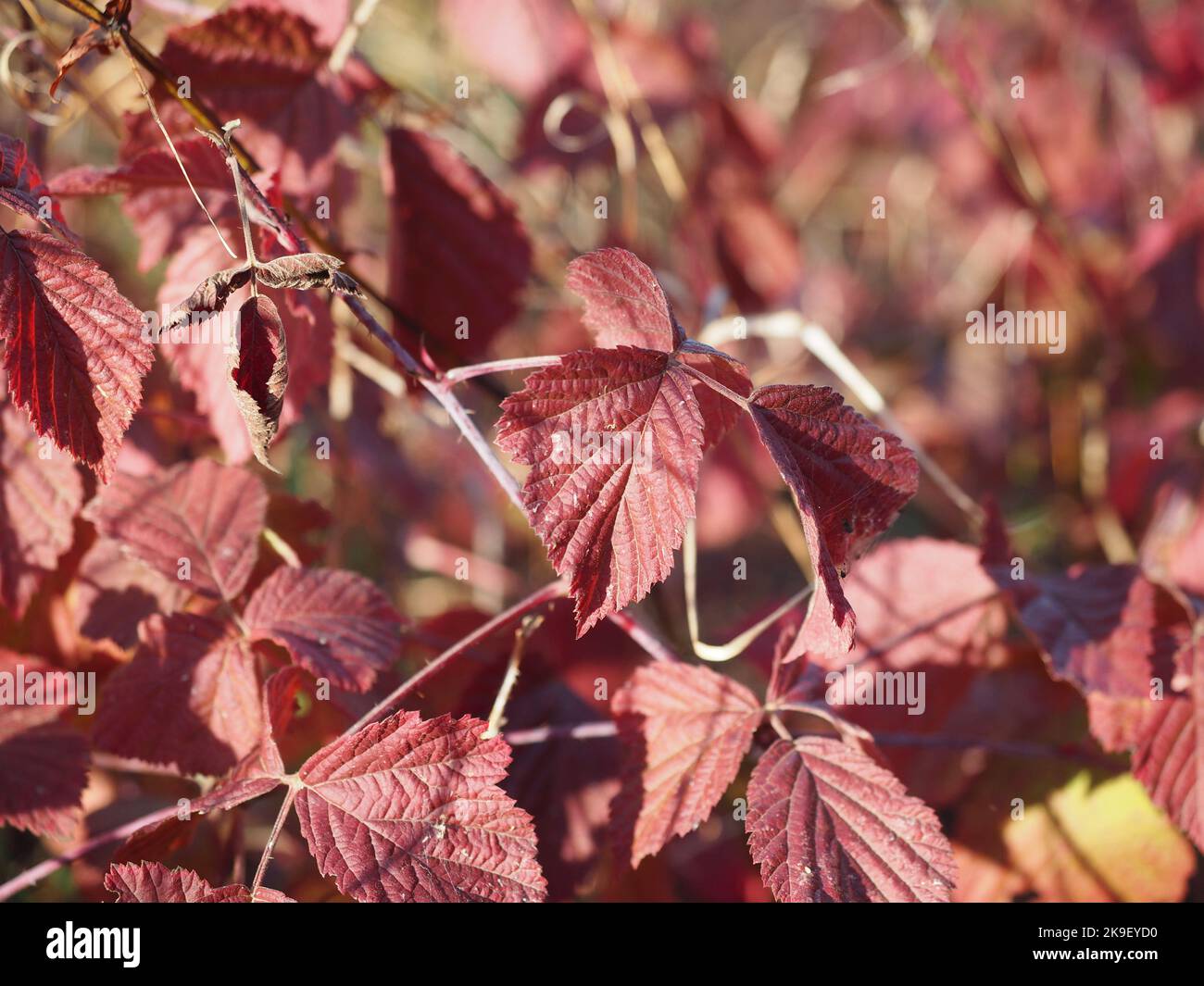 Autumn dried up leaves Stock Photo Alamy