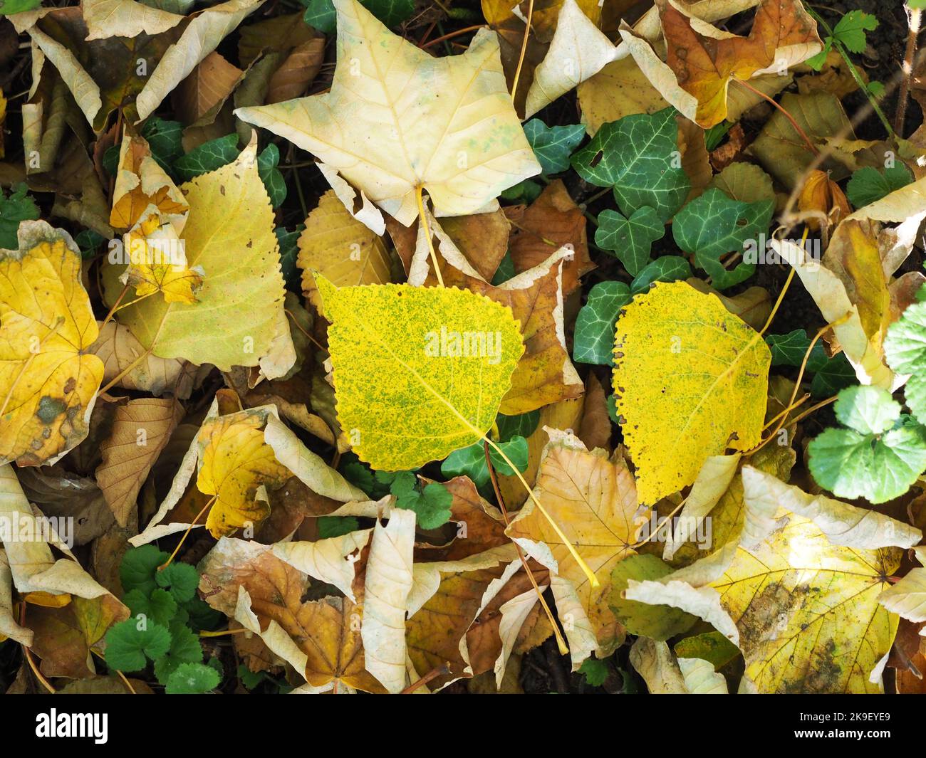 Autumn dried up leaves Stock Photo