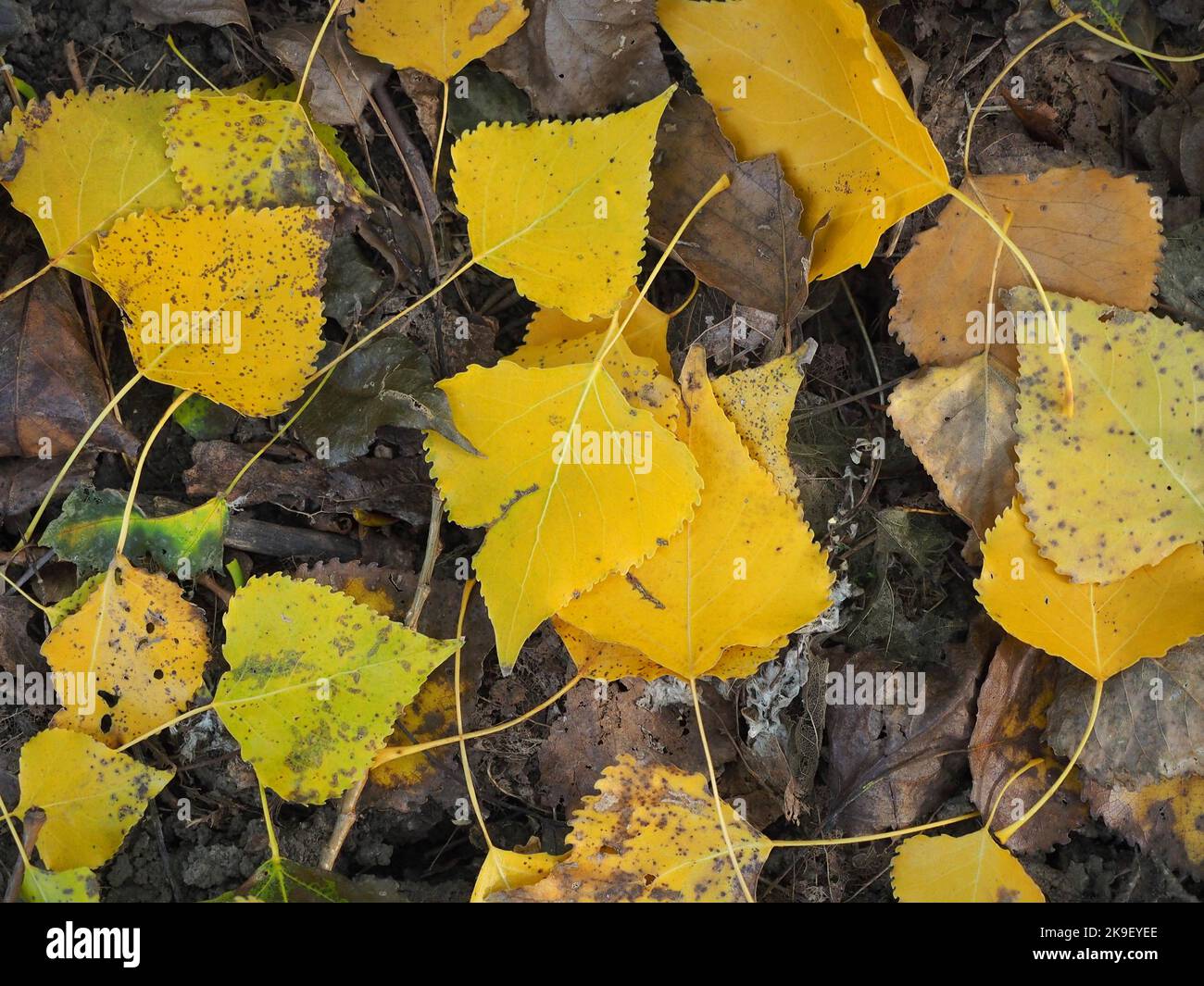 Autumn dried up leaves Stock Photo